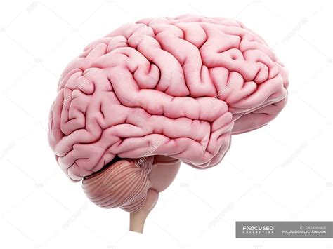 Illustration Of Human Brain On White Background — Lateral Digital