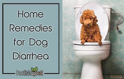 The Best Home Remedies For Treating Dog Diarrhea