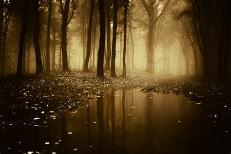 Man In A Forest With Pond And Fog After Rain Stock Image Image Of