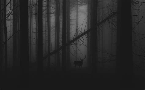 Download Wallpaper 1920x1200 Forest Fog Deer Bw Gloomy