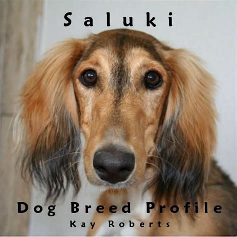 Saluki Dog Breed Profile By Kay Roberts Ebook Barnes And Noble®
