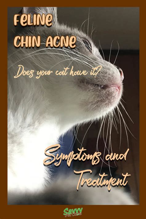 Feline Chin Acne Does Your Cat Have It Savvy Pet Care