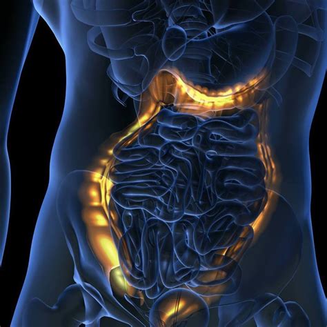 scientists discover the second function of the appendix