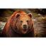 Brown Bear Face Close Up Wallpaper  Animals Better