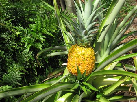 Pineapple Time In The Garden Orlando Sentinel
