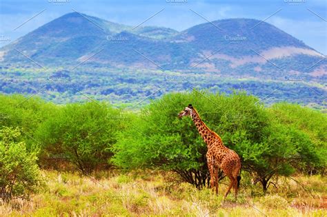 Giraffe Standing On African Savanna High Quality Animal