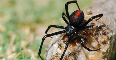 Brown Widow Spider Vs Black Widow Spider 5 Differences Imp World