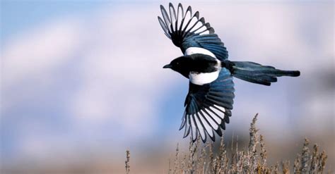 10 Incredible Magpie Facts