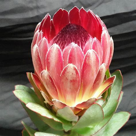 Protea Sharon South African Fresh Flower Exporters