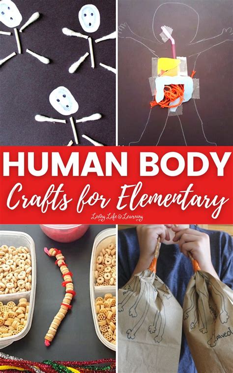 Human Body Crafts For Elementary Story Living Life And Learning