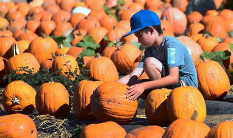 Here's where you can pick pumpkins in Hampshire for Halloween 2020