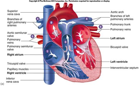 Anatomy And Physiology 246 Thomas Flashcards Cardiovascular System