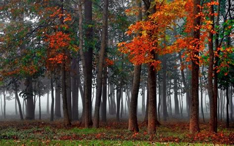 Nature Trees Forest Wood Mist Leaves Plants Branch Colorful Fall Grass