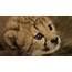 Help Name A Very Rare And Cute Cheetah Cub