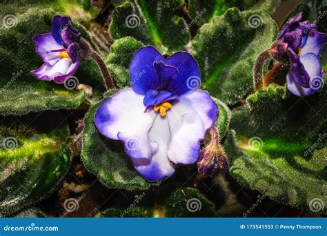 African Violet Macro Stock Image Image Of Blooming 173541553