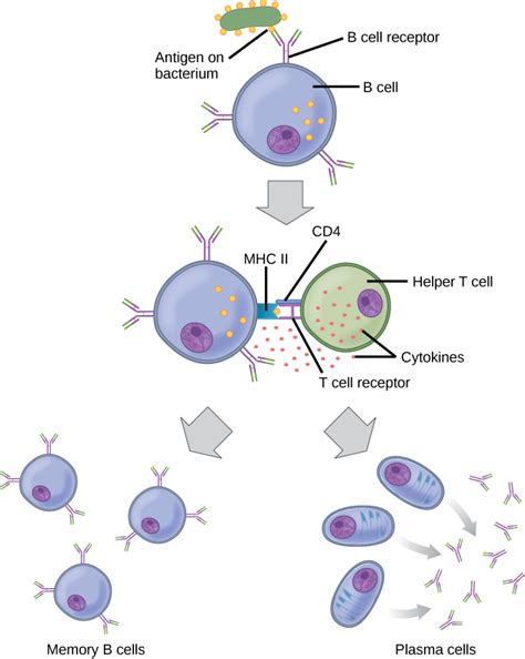 Adaptive Immunity · Concepts Of Biology