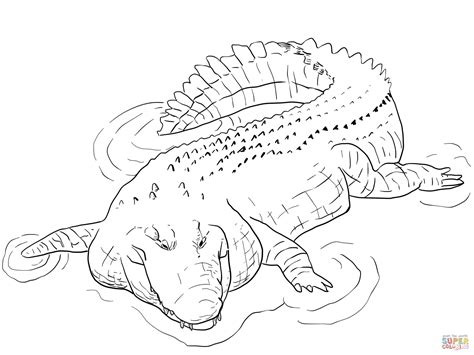 Coloring Pages Of Baby Crocodile Coloring Home