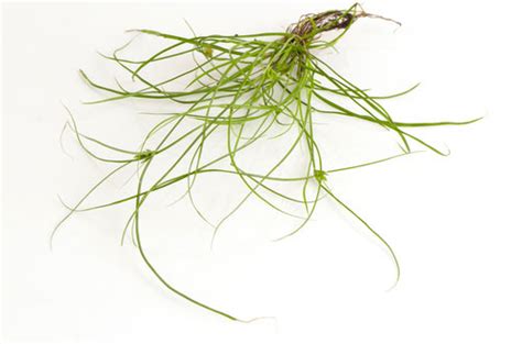 Get the latest do my own pest control coupon and offers for extra 35% off discounts. Nutsedge (Nut Grass) Weed Identification Guide