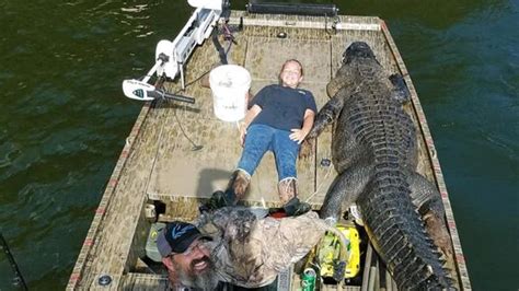 This 14 Foot Alligator May Be The Biggest One Ever Caught In Georgia Cnn