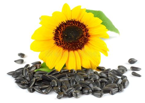 Sunflower With Green Leaf And Seeds Isolated On White Background Stock