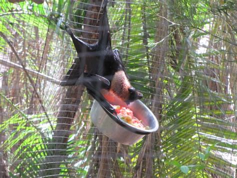 Flying Fox Eating Fruit Australian Wildlife Wildlife Eat