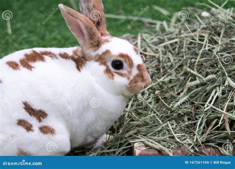 Little Rabbit On Green Grass In Summer Day Cute White Rabbit With