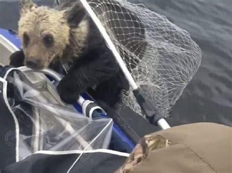 What Happened After This Man Saved These Bear Cubs From Drowning The