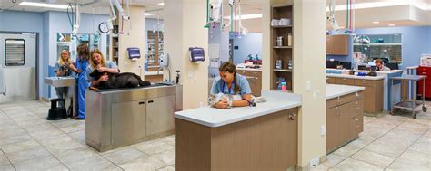 Ivet international animal hospital 24 hours. Charleston Veterinary Referral Center | Specialty ...