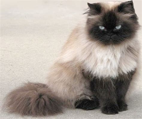50 Very Beautiful Himalayan Cat Pictures And Images