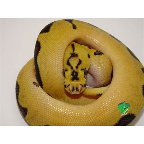 Enchi Clown Ball Python Baby Strictly Reptiles Inc