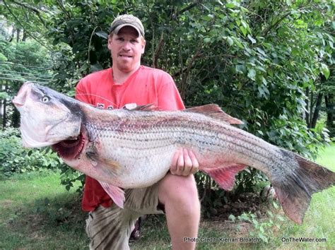 Biggest Striped Bass In The World