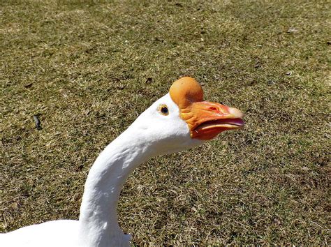 Chinese White Goose Close Up Photograph By Lyuba Filatova
