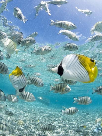 Tropical Fish In Bora Bora Lagoon Photographic Print By Michele