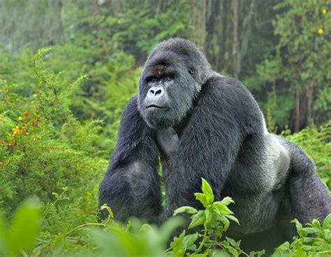Making Tourism Work For Mountain Gorillas And People Wwf