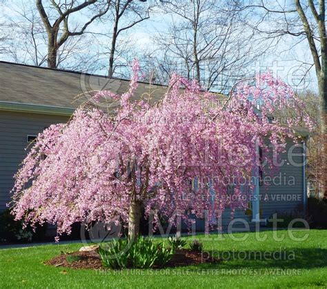 Photo Of Prunus Pendula Flora Plena Weeping Cherry Tree