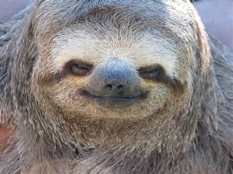 Giant Sea Sloth Size Bruin Blog