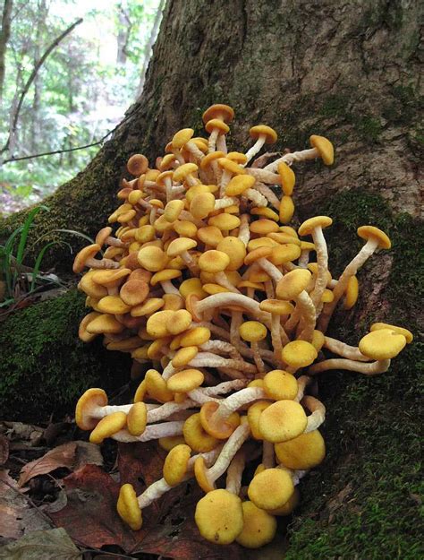 Armillaria Tabescens The Ultimate Mushroom Guide