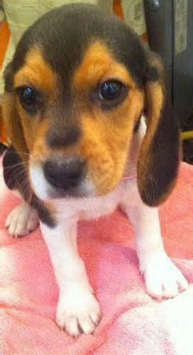 Beagle Puppy 3 Months Old In Davie Florida