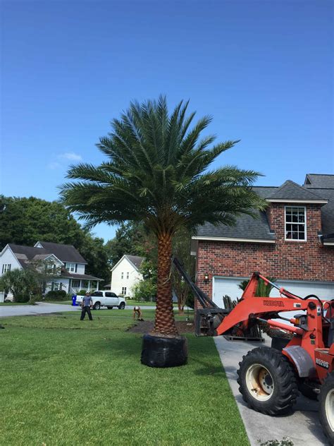 Sylvester Date Palm Cold Hardy Palms And Bamboo