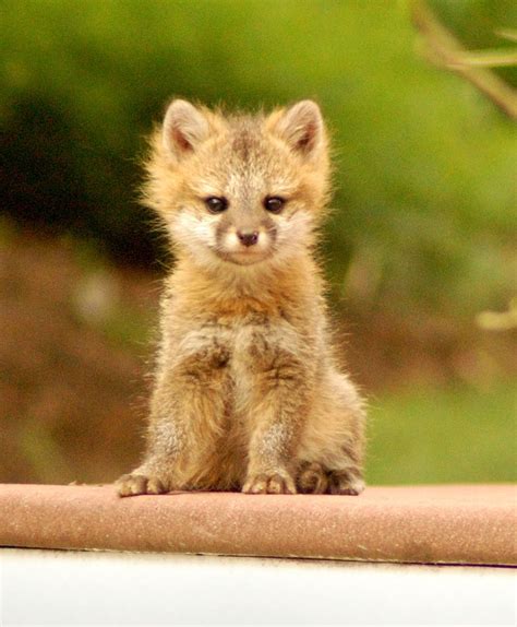 Cute Animals Pictures Of Baby Fox Animals World