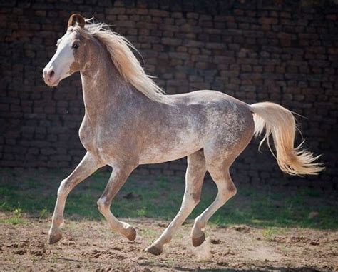 rarest   beautiful horse breeds   world unusual horse rare horses horses