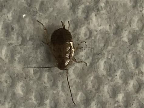 Little Bug On Ceiling Bugguidenet