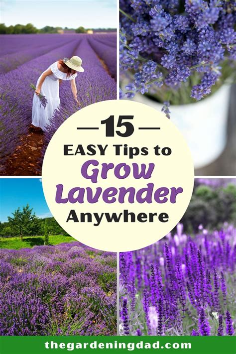 How To Grow Lavender From Seed In 5 Simple Steps 2023 Guide Growing
