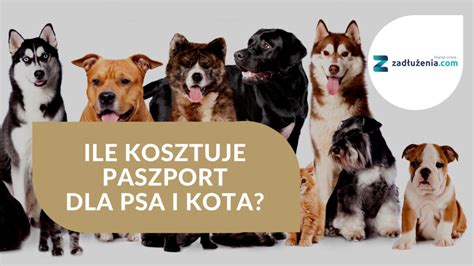 Ile Kosztuje Paszport Dla Psa I Kota Cena Paszportu 2023