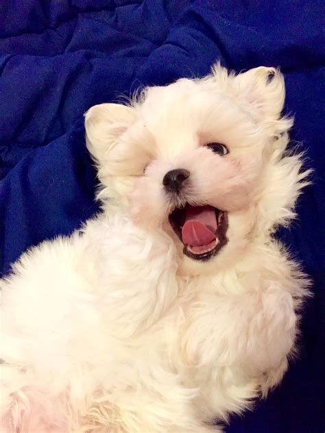 My Friends Just Got An Eight Week Old Maltese Puppy Introducing Danté