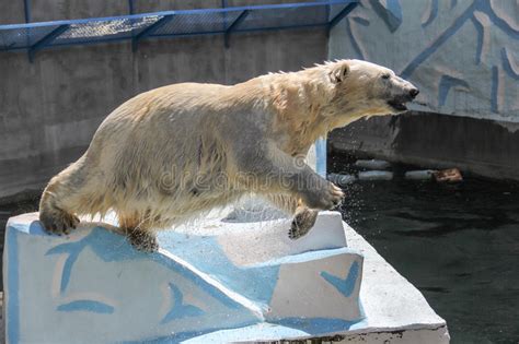 Novosibirsk Russia July 7 2016 Polar Bears At The Zoo