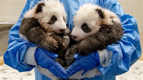 Zoo Berlins Panda Twins Turn 1 Year Old Youtube