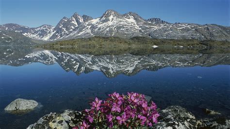 Nature Landscape Mountain Greenland Water Lake Snow Flowers