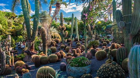 Hd Wallpaper Garden Cactus Cacti Plant Flora Botanical Garden