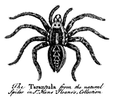 Old Vintage Designs Free Vintage Spider Illustrations Clipart Halloween